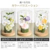 カラーバリエーション ホワイト ピンク オレンジ