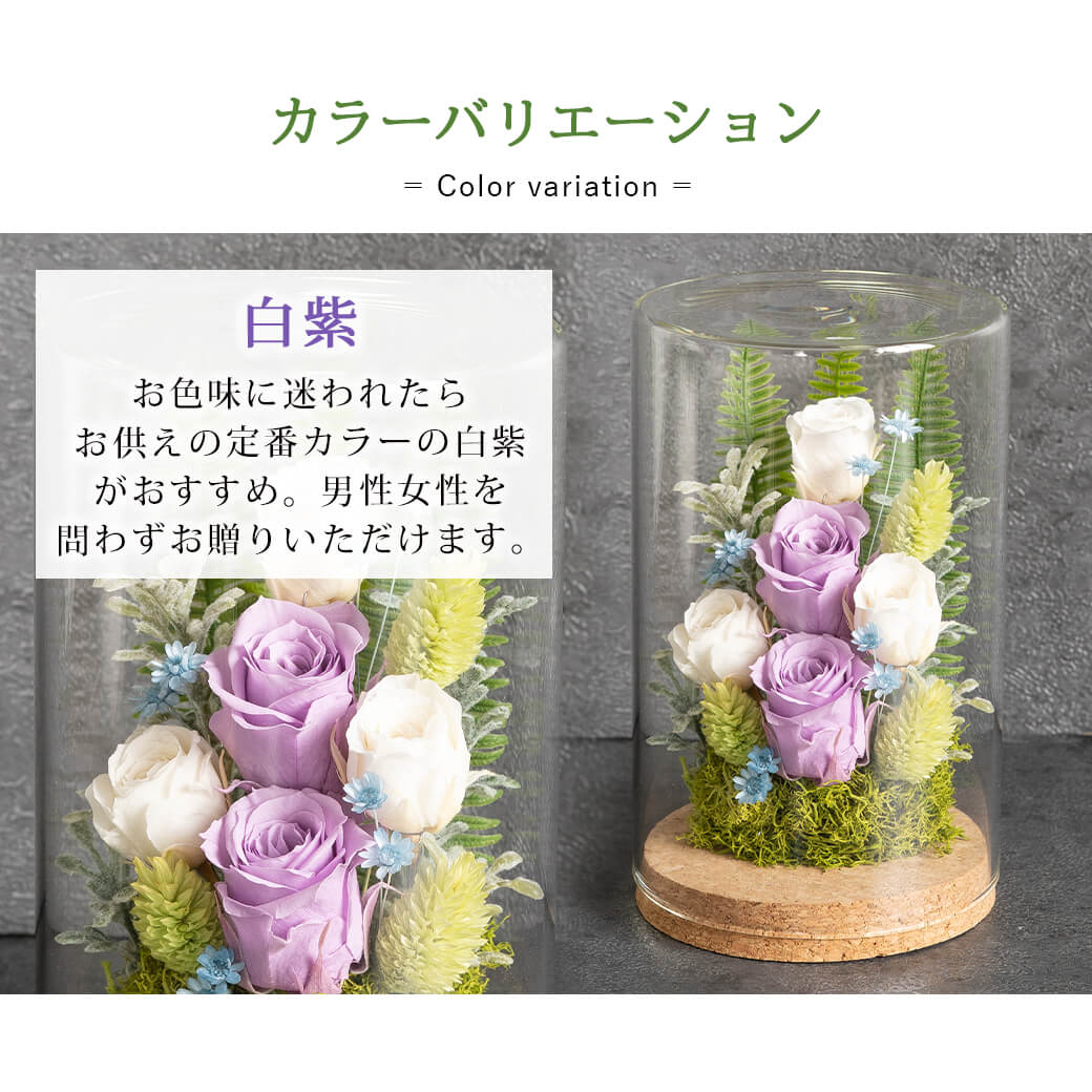 カラーバリエーション 白紫