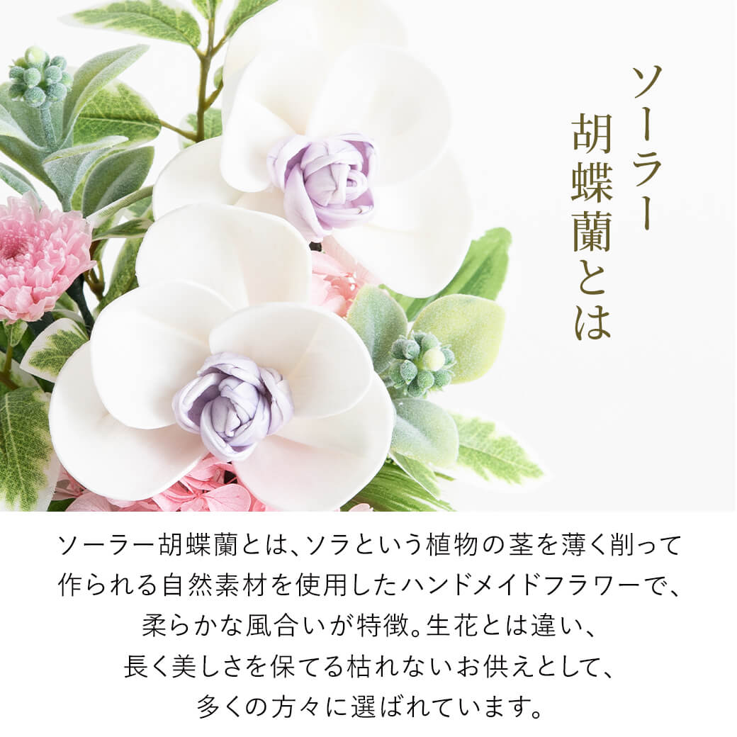 ソーラー7胡蝶蘭とは？