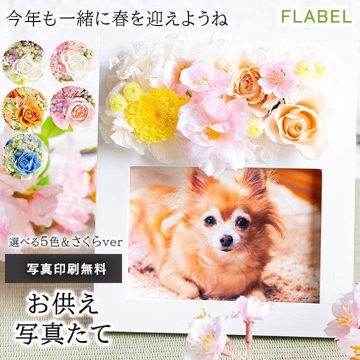 お供え写真立て さくらver登場