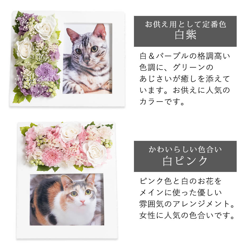 カラーバリエーション 白紫 白ピンク